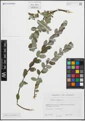 Foto von Salix repens L.